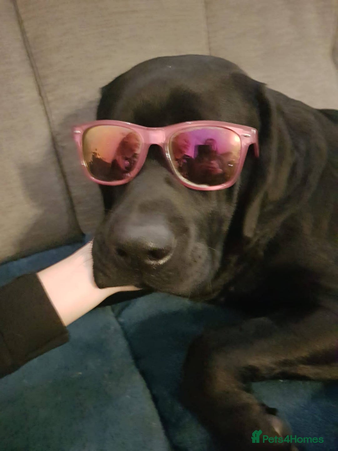 Labrador Retriever dogs for stud: Proven Fully DNA Tested for Stud in Harlow - Image 18