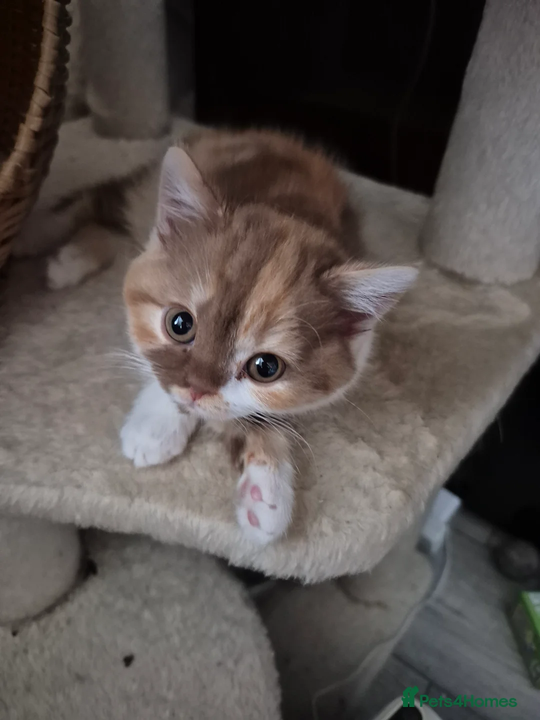 British Shorthair cats for sale: GCCF one boy British silver shorthair - Advert 16