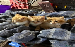 Mixed Breed cats for sale: Ginger farm kittens for sale  - Image 4