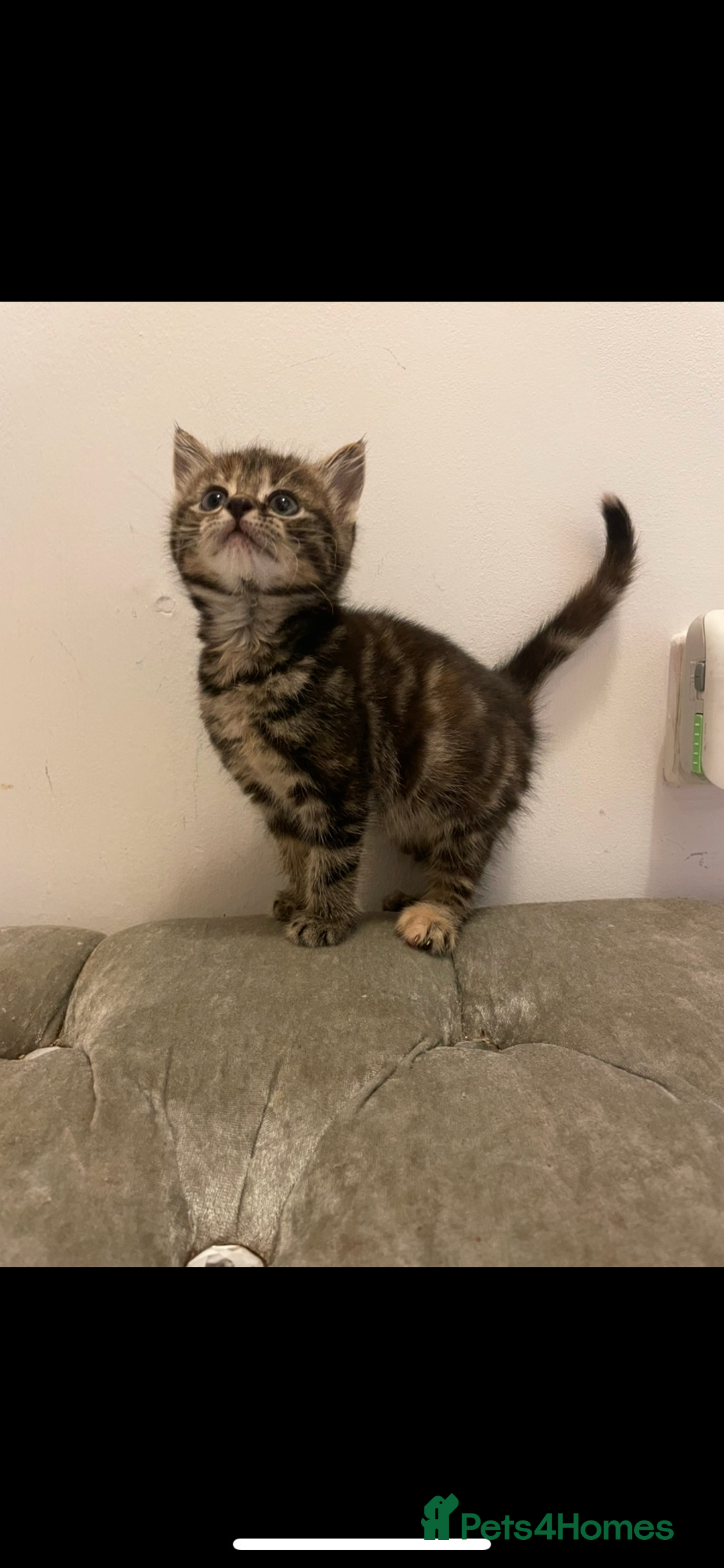 Mixed Breed cats for sale: Gorgeous kittens ready for new homes now  - Advert 5