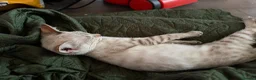 Bengal cats for sale:  Snow Lynx bengal  - Advert 3