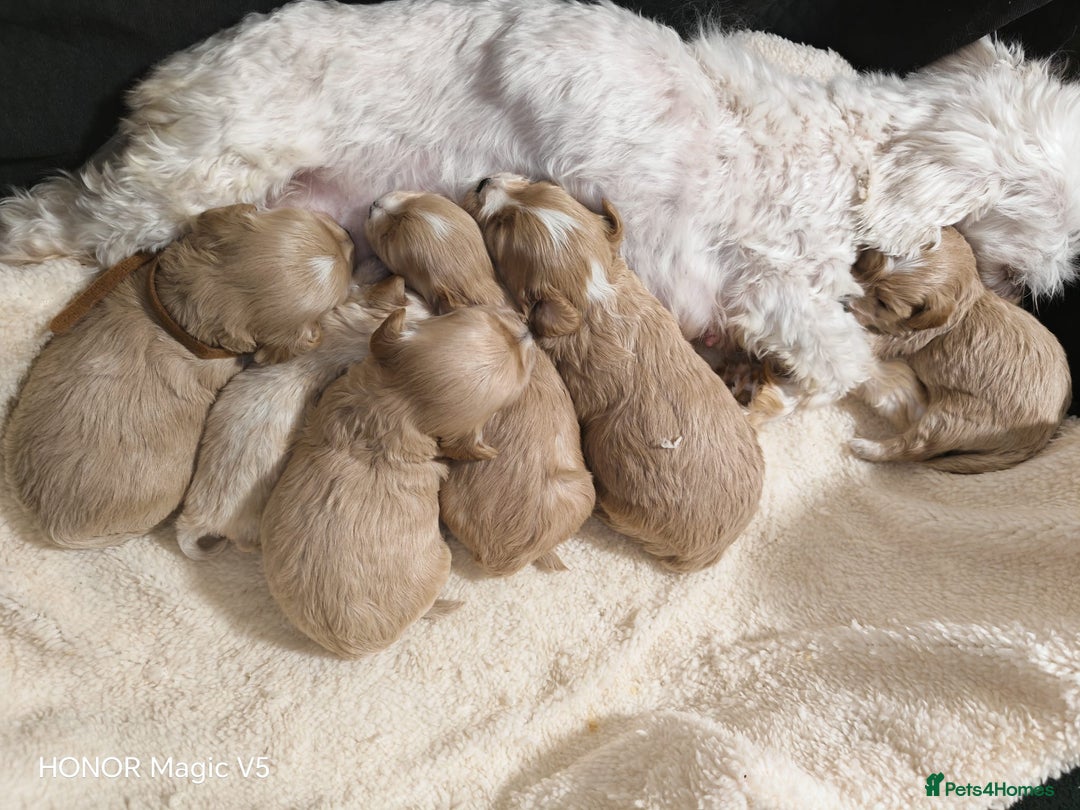 Maltipoo dogs for sale: Miniature Maltipoo Ready to leave soon - Advert 3