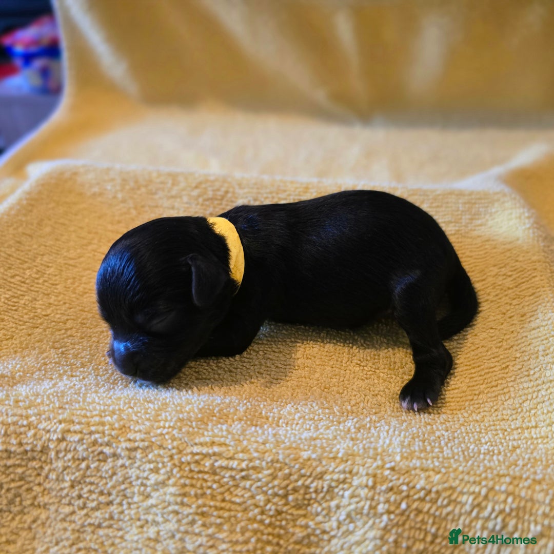 Shihpoo dogs for sale: ADORABLE F1B SHIHPOO PUPPIES! - Image 6