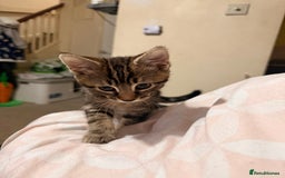 Domestic Shorthair cats for sale: Tabby x domestic short hair  - Image 6