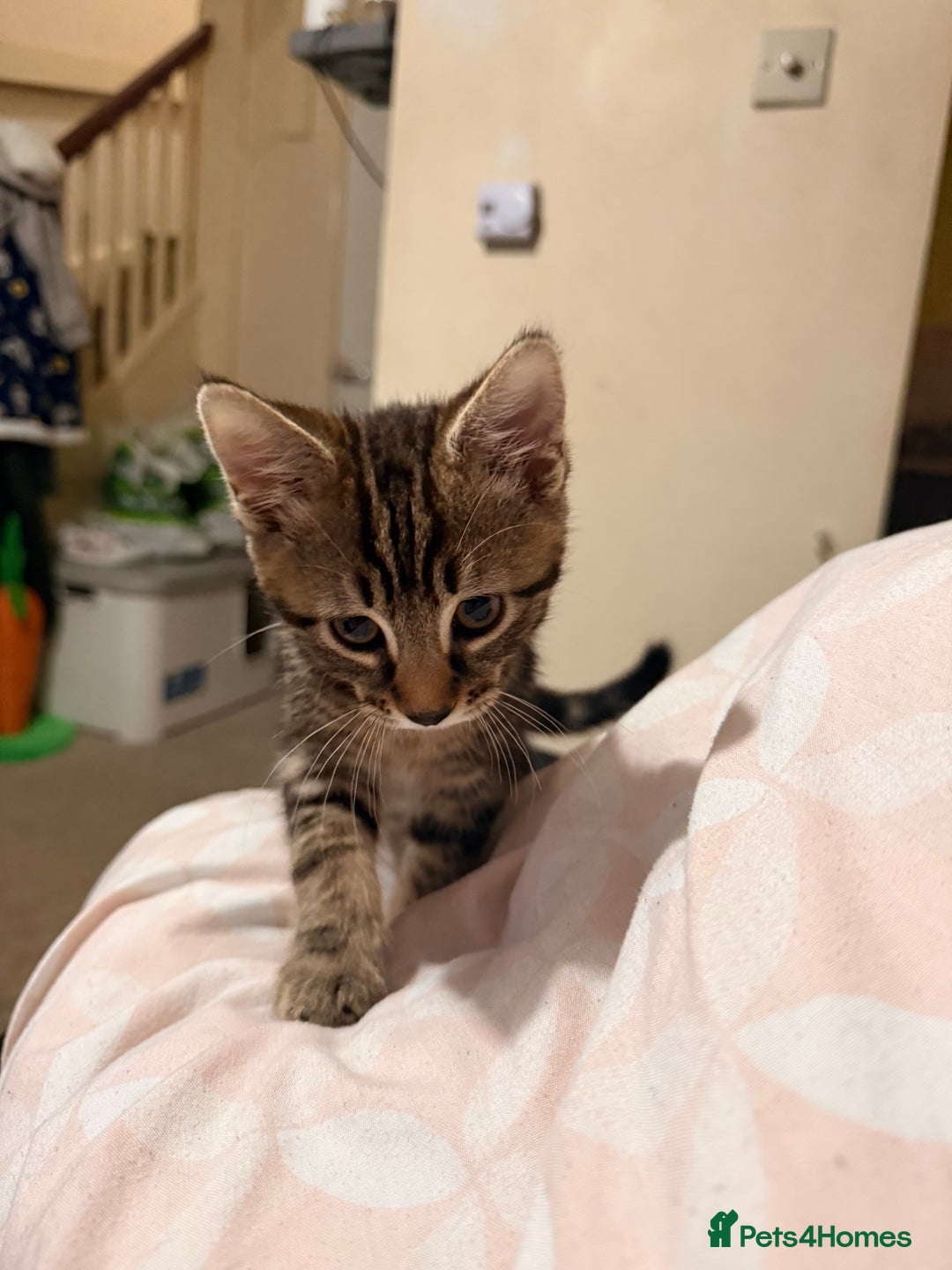 Domestic Shorthair cats for sale: Tabby x domestic short hair  - Image 6