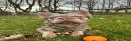 French Bulldog dogs for sale: French Bulldog - Cocoa/Tan Female - Advert 4