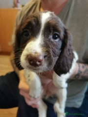 English Springer Spaniel Puppy 1