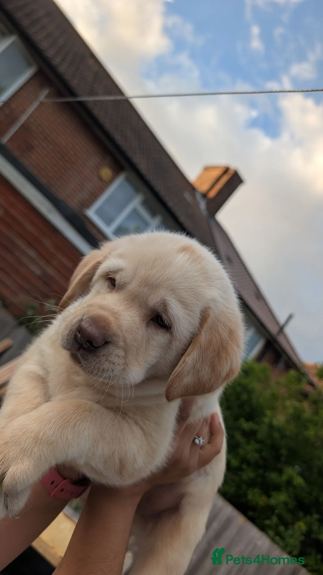 Labrador Retriever dogs for sale: Labrador Retriever amazing puppies to take home - Advert 2