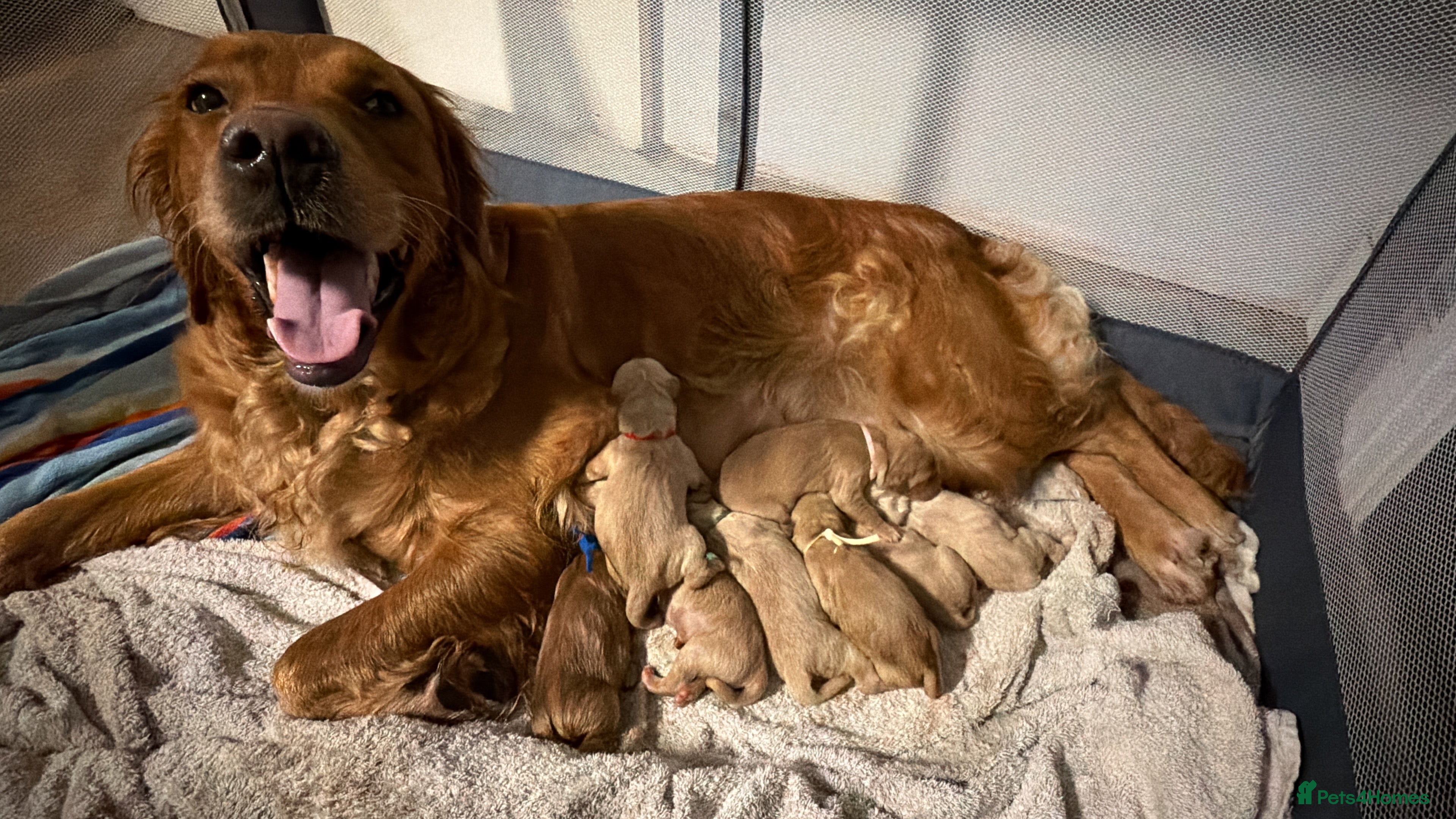 Golden Retriever dogs Beautifully Coloured Golden Retriever Puppies - Advert 1