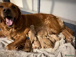 Golden Retriever dogs Beautifully Coloured Golden Retriever Puppies - Advert 13