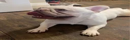 French Bulldog dogs for sale: Platinum French bulldog in Tadley - Advert 5