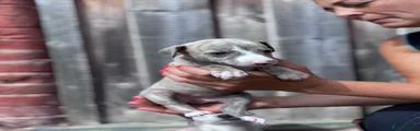 Whippet 9