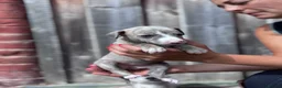 Whippet dogs for sale: Beautiful chunky KC blue fawn brindle whippet pups in Market Harborough - Advert 12