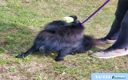 German Spitz dogs for sale: Wonderful William Looking For Loving Home - Image 7