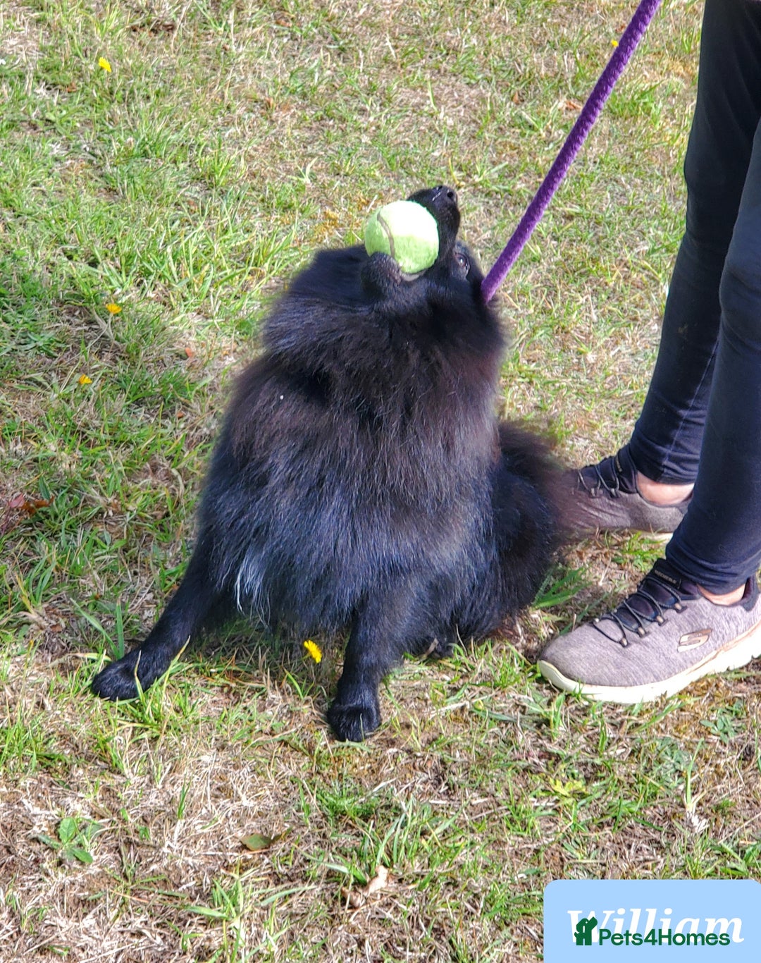 German Spitz dogs for sale: Wonderful William Looking For Loving Home - Image 7