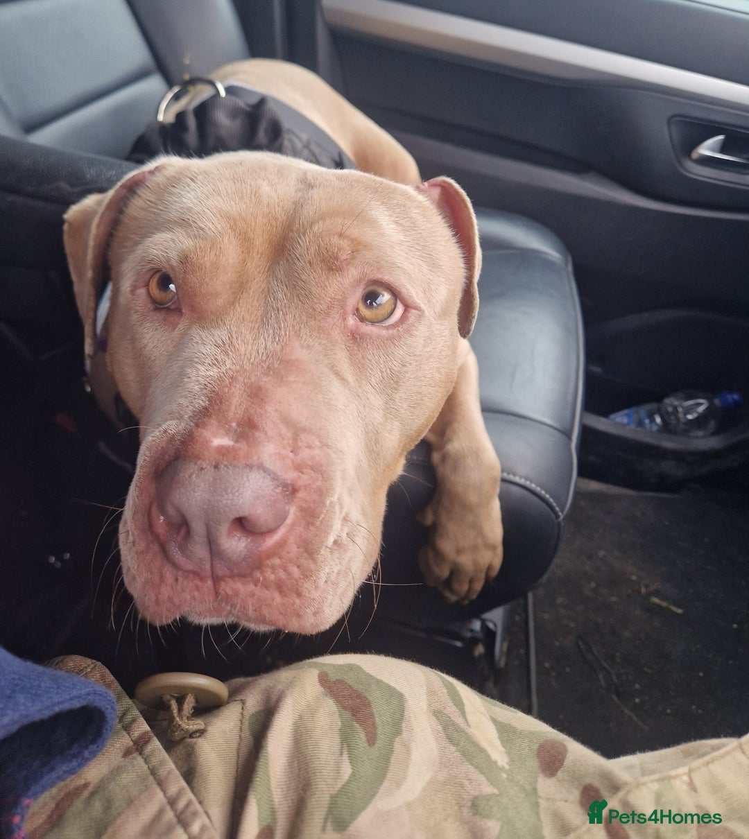 Mixed Breed dogs for sale: Kaya 3 year old  - Image 3