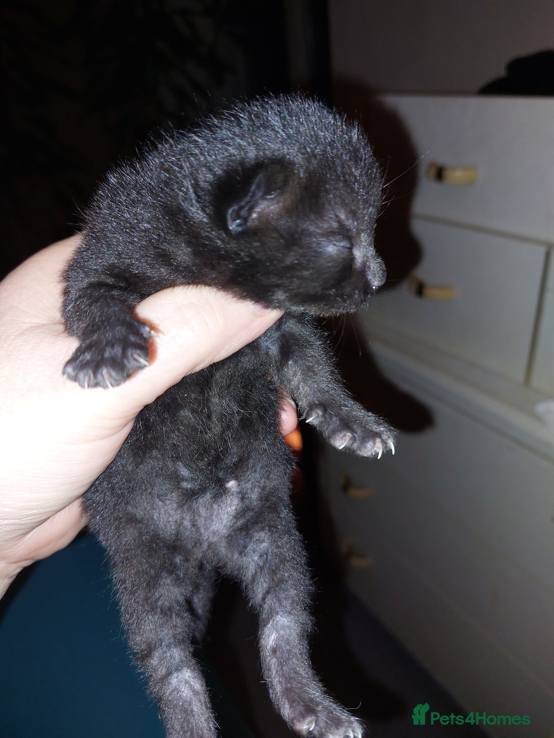 Mixed Breed cats for sale: 4 beautiful babies  - Advert 4