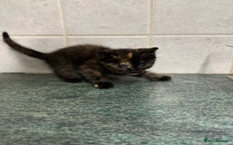 Mixed Breed cats for sale: Mixed breed domestic and Scottish fold  - Image 3