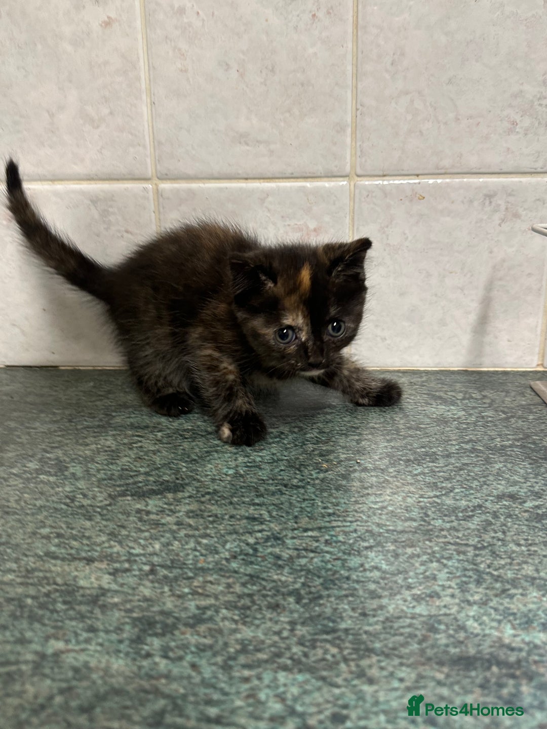 Mixed Breed cats for sale: Mixed breed domestic and Scottish fold  - Image 3