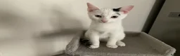 Mixed Breed cats for sale: Beautiful Mixed Kittens x5 - Microchipped - READY - Advert 10