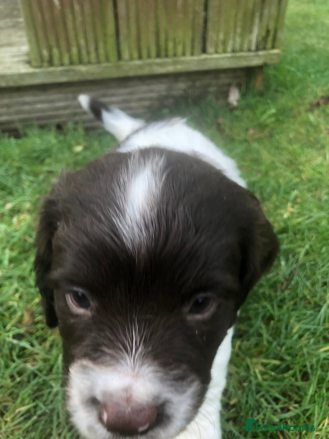 English Springer Spaniel dogs for sale: Springer spaniel pup - Advert 2