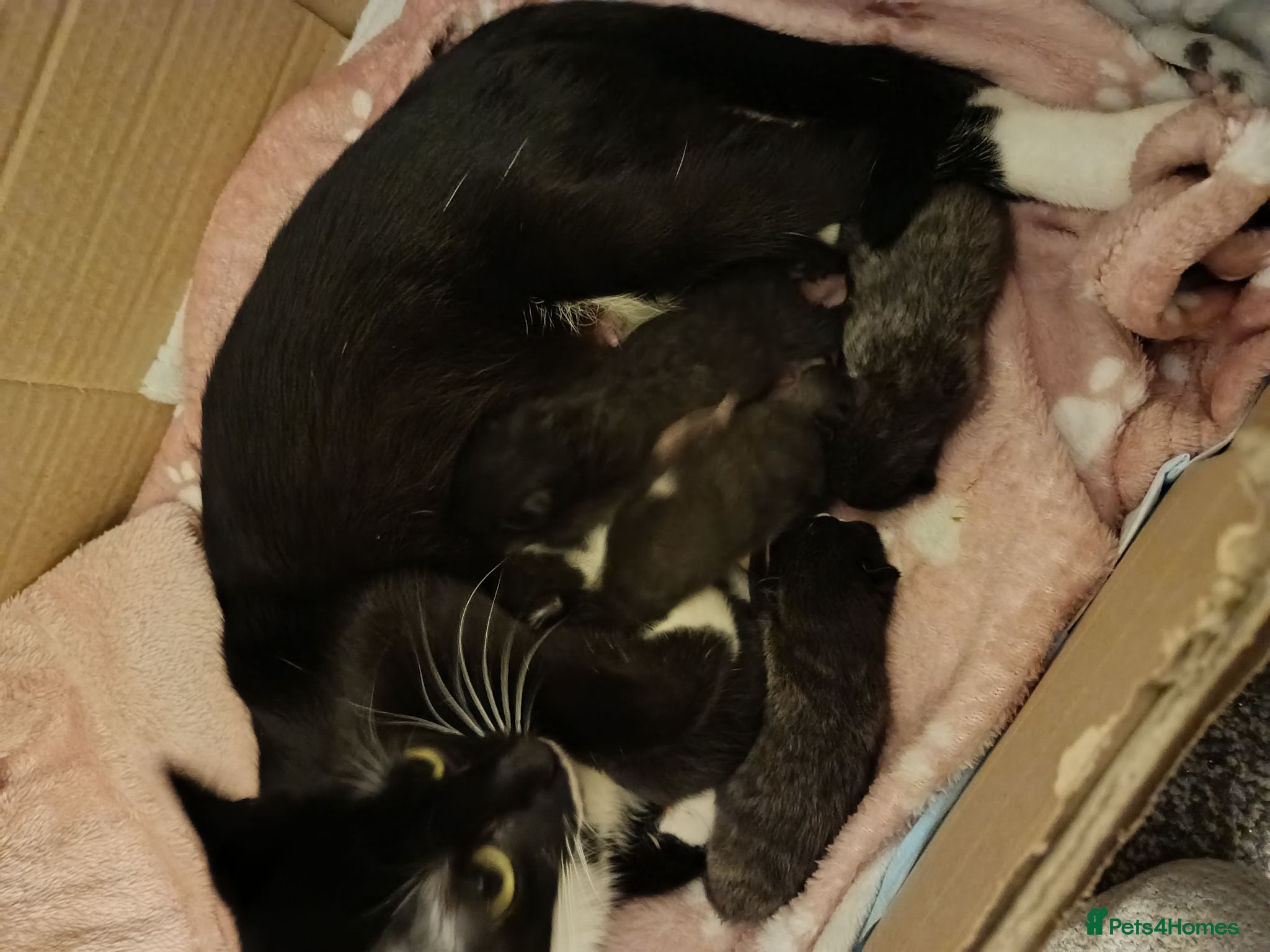 British Shorthair cats 6 beautiful kittens - Advert 1