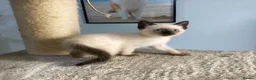 Mixed Breed cats for sale: 1 male blue eyed colourpoint kitten - Advert 2