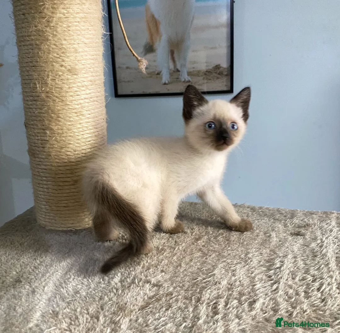 Mixed Breed cats for sale: 1 male blue eyed colourpoint kitten - Advert 2