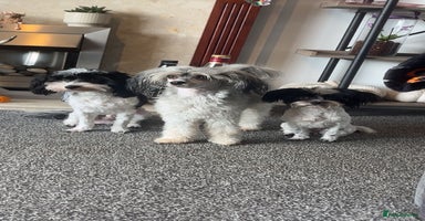 Mixed Breed dogs Maltese cross Chinese crested puppies for sale - Advert 6