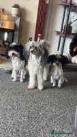 Mixed Breed dogs Maltese cross Chinese crested puppies for sale - Advert 5