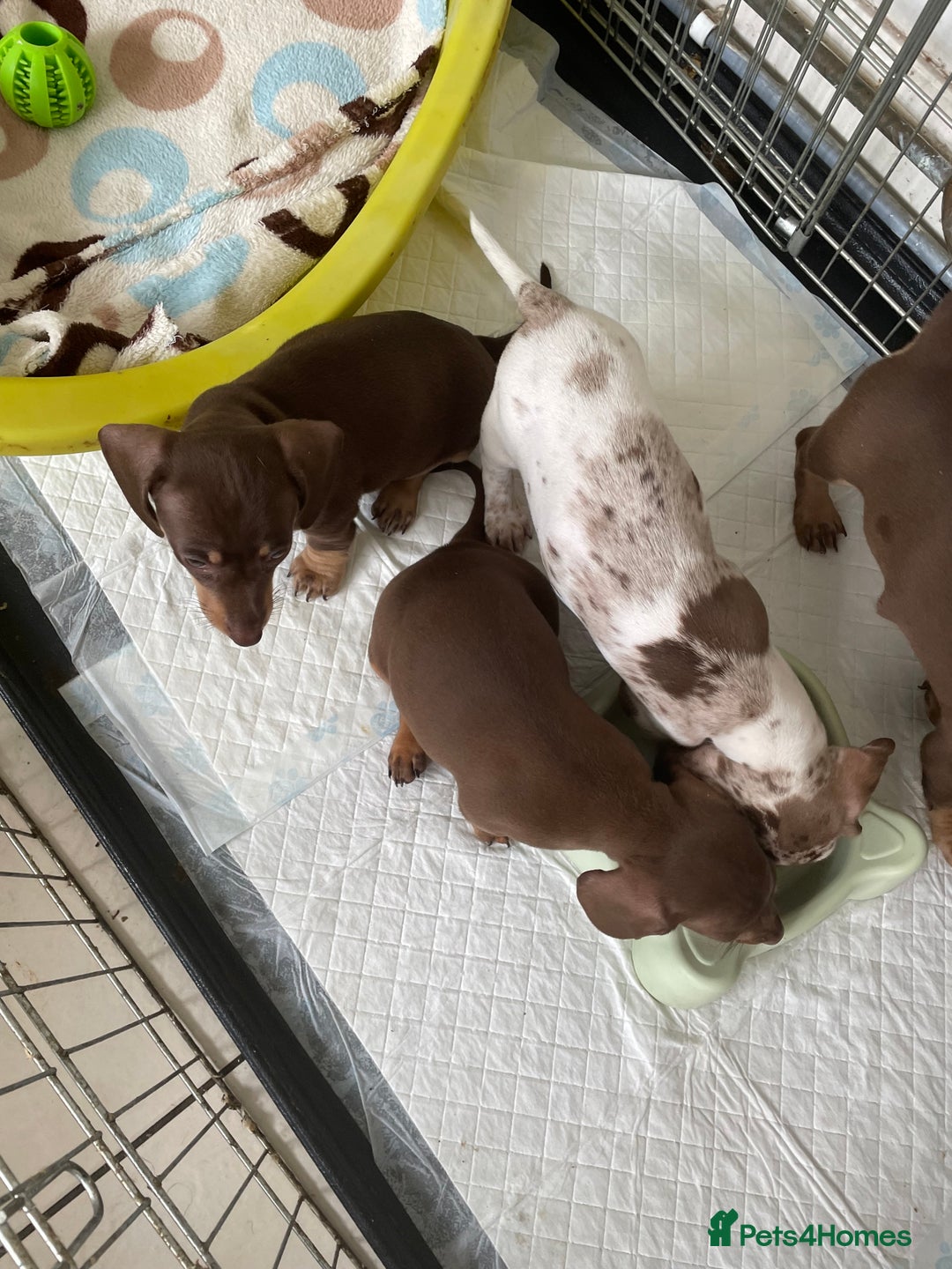 Dachshund dogs for sale: Dachshund puppies - Image 2