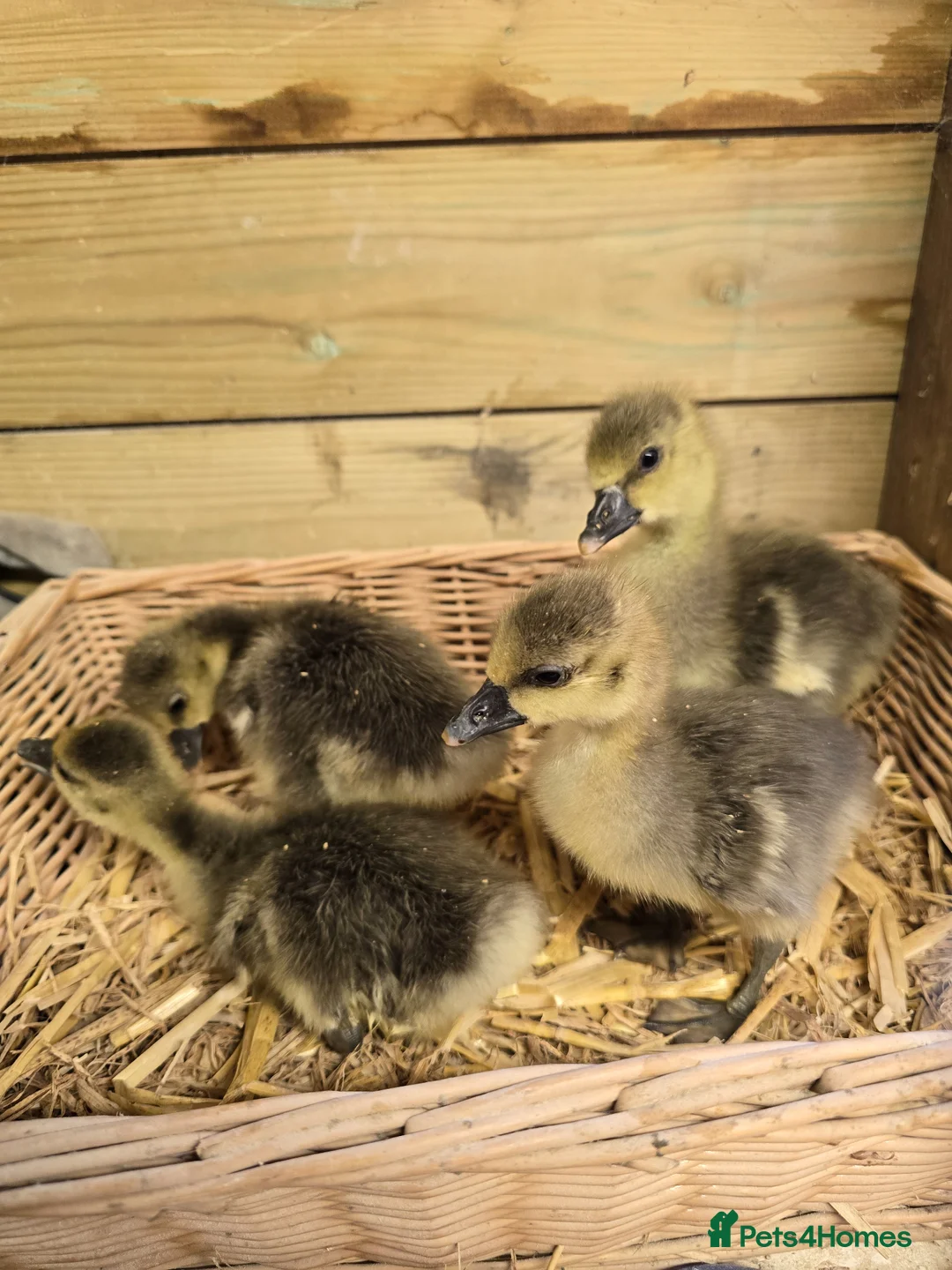 Geese poultry for sale: Grey Sebastopol goslings  - Advert 1