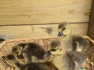Geese poultry Grey Sebastopol goslings - Advert 1