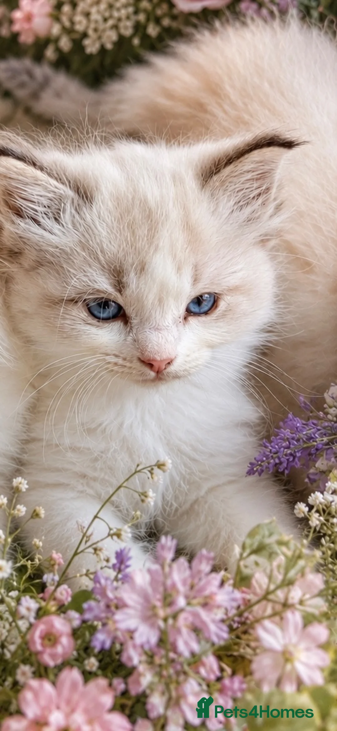 Ragdoll cats for sale: RARE Blue Lynx Bicolor ✨🏆🦋 - Advert 13
