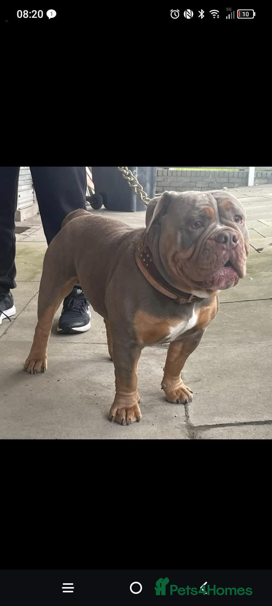 Olde English Bulldogge dogs for sale: Olde English Bulldog Female  - Advert 13