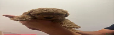 Mixed Breed 3