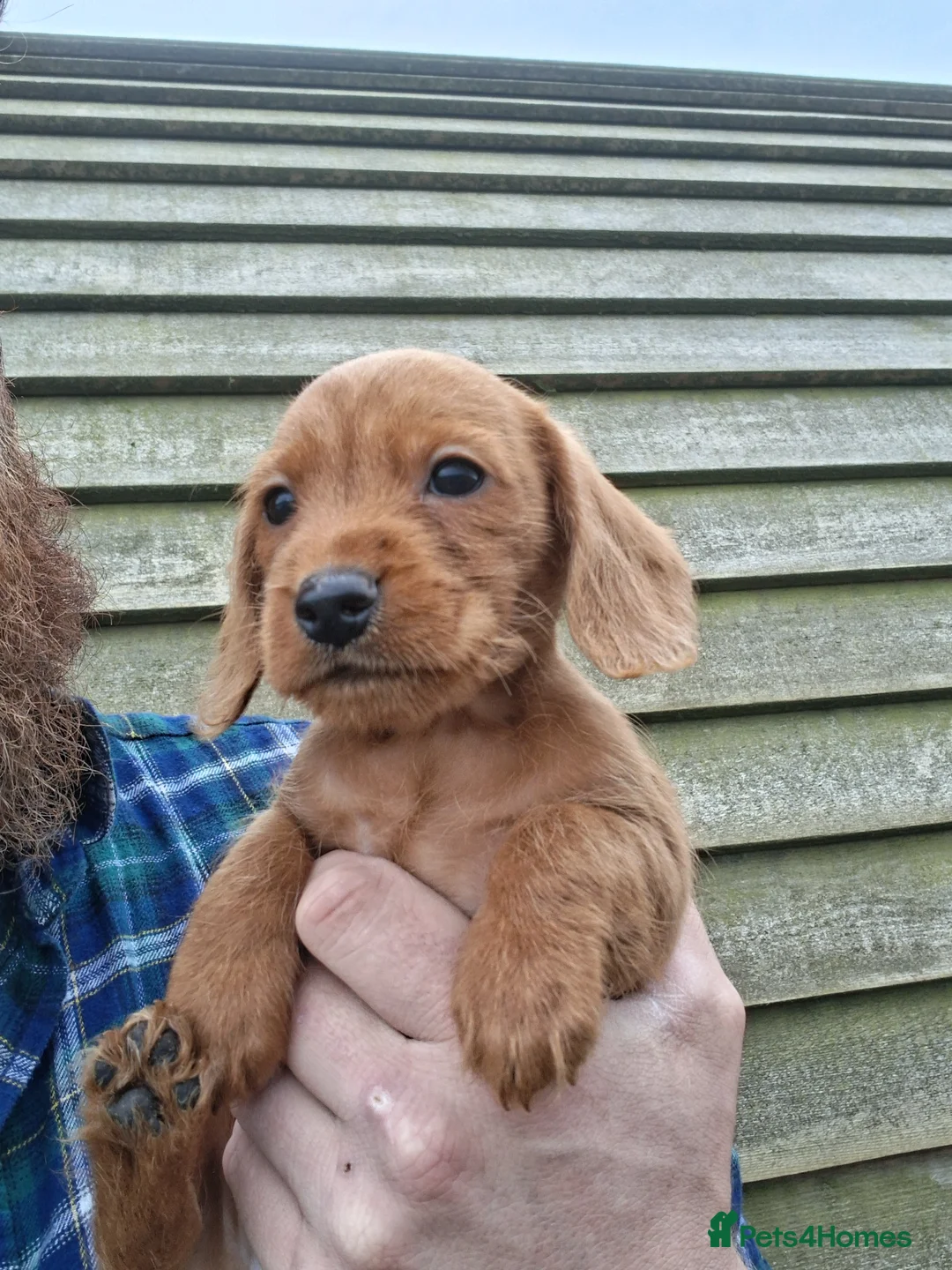 Doxiepoo dogs for sale: Doxipoo in Swadlincote - Advert 7