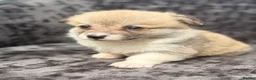 Welsh Corgi Pembroke dogs for sale: Top quality corgis  - Advert 36