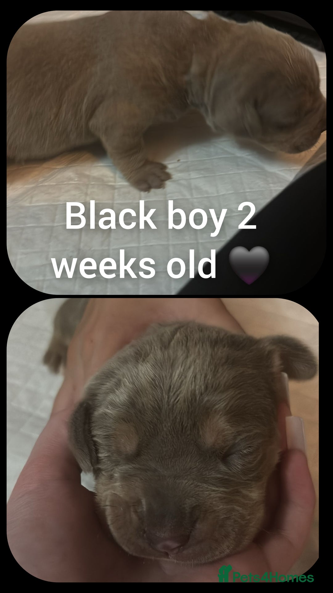 Mixed Breed dogs for sale: Staffy cross pups for sale  - Advert 8