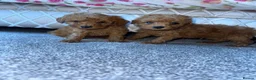 Toy Poodle dogs for sale: Toy poodle half Asian  - Advert 4