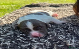 English Springer Spaniel dogs for sale: 2025 FTCH ROSEBAY BLUE,WELL MARKED LITTER ESS PUPS - Image 3