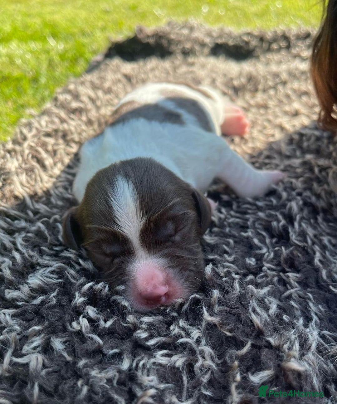 English Springer Spaniel dogs for sale: 2025 FTCH ROSEBAY BLUE,WELL MARKED LITTER ESS PUPS - Image 3