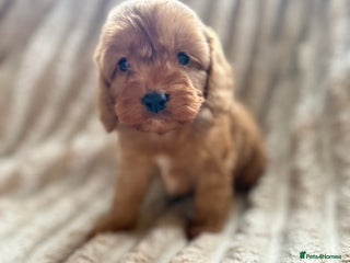Cockapoo dogs Cockapoo F1B STUNNING COLOURS 2 available - Advert 7