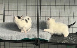 Mixed Breed cats for sale: Beautiful friendly kittens  - Advert 4