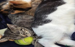 American Shorthair cats for sale: Beautiful 10 Weeks Old Kittens - Image 4