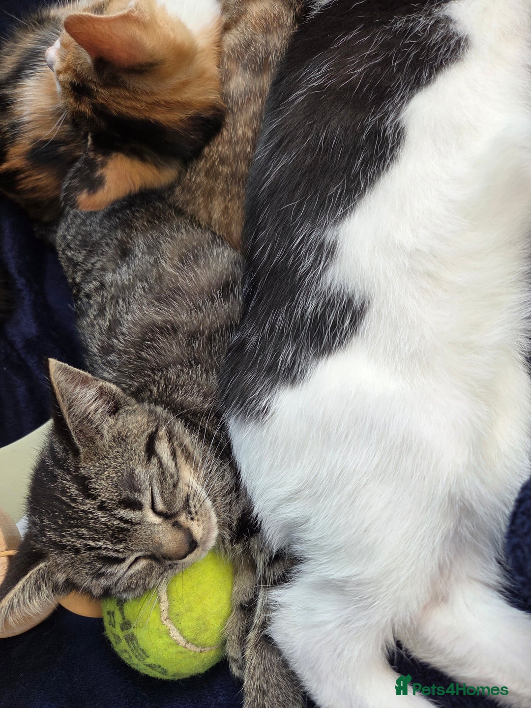 American Shorthair cats for sale: Beautiful 10 Weeks Old Kittens - Image 4