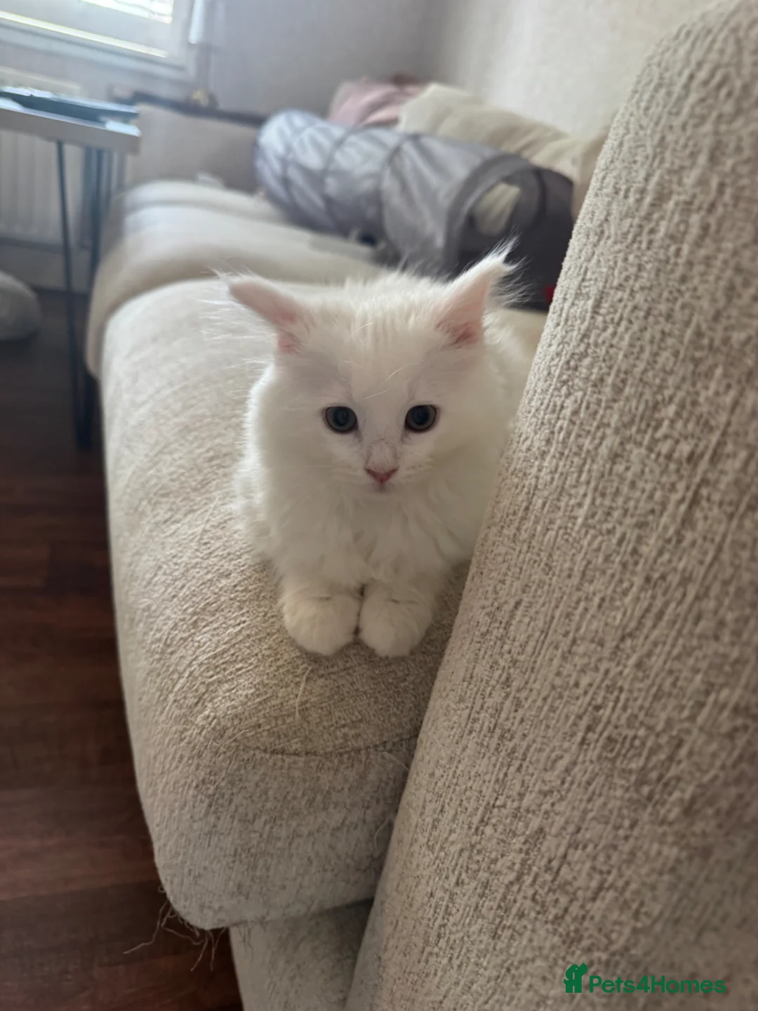 Munchkin cats for sale: Munchkin girls - Advert 19
