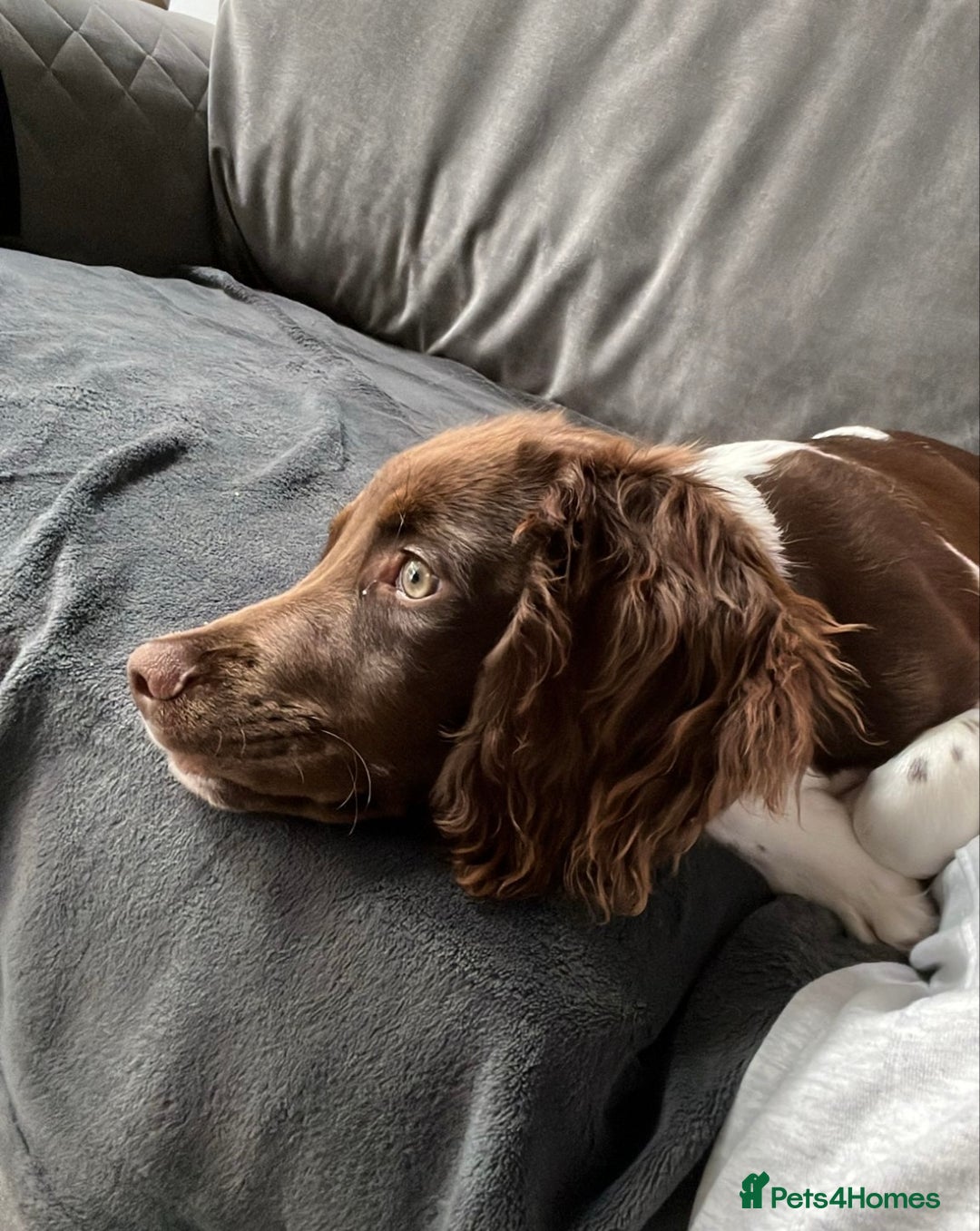 English Springer Spaniel dogs for sale: Reggie the 6 month springer spaniel  - Image 2
