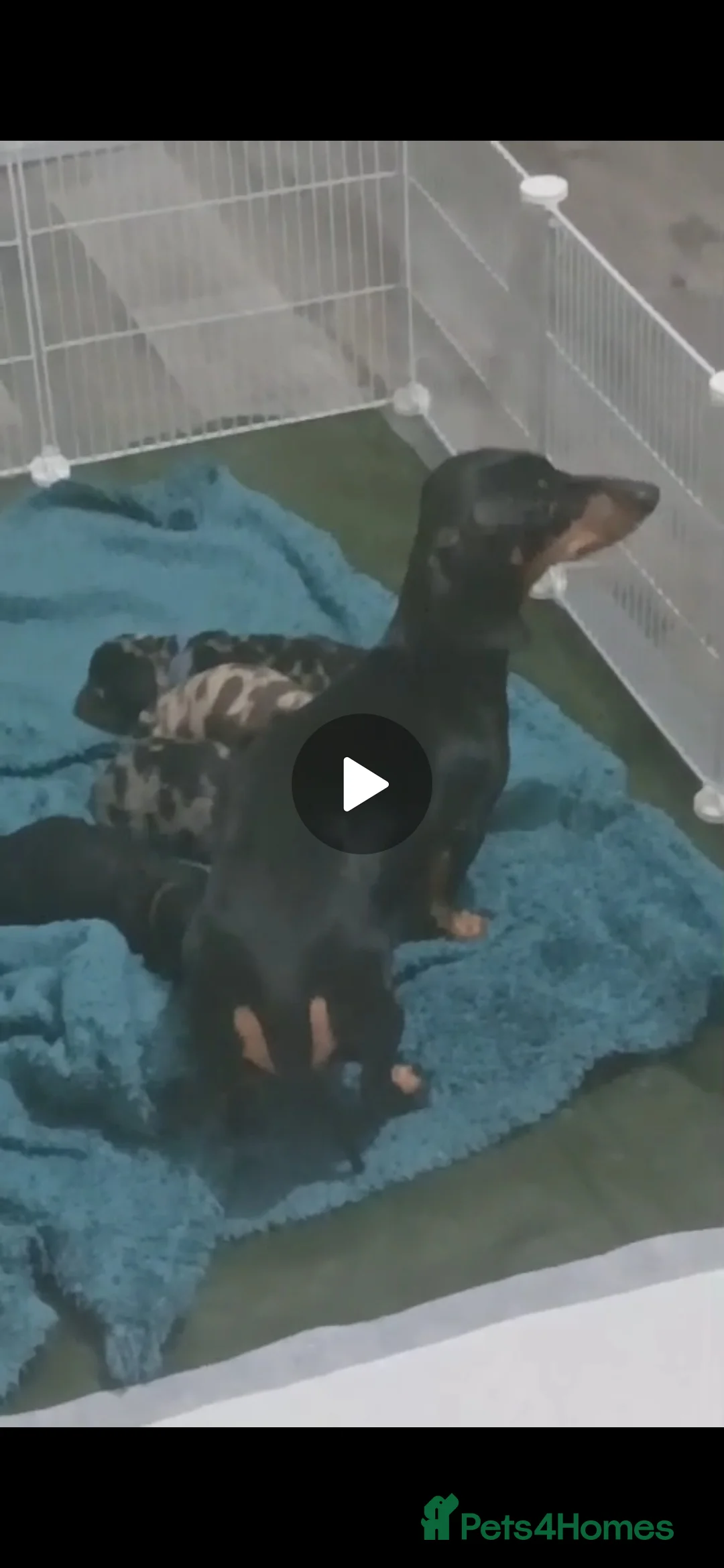 Miniature Dachshund dogs for sale: Miniture Dashund puppies - Advert 5