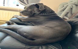 Cane Corso dogs for sale: Male cane corso (intact) 2yrs old - Image 6